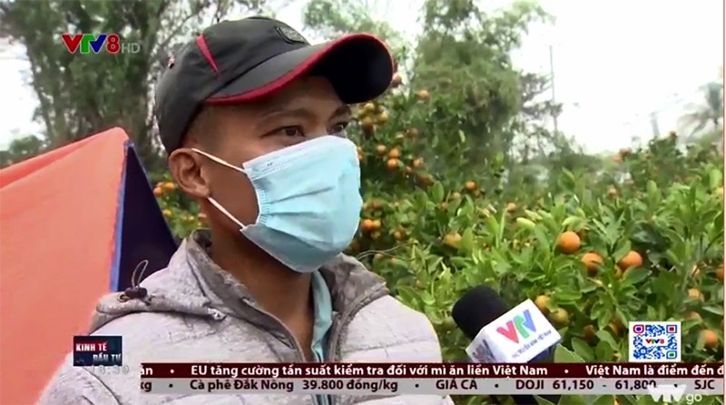 Trưng bày cây cảnh - thú vui tao nhã của người Việt Nam ngày Tết