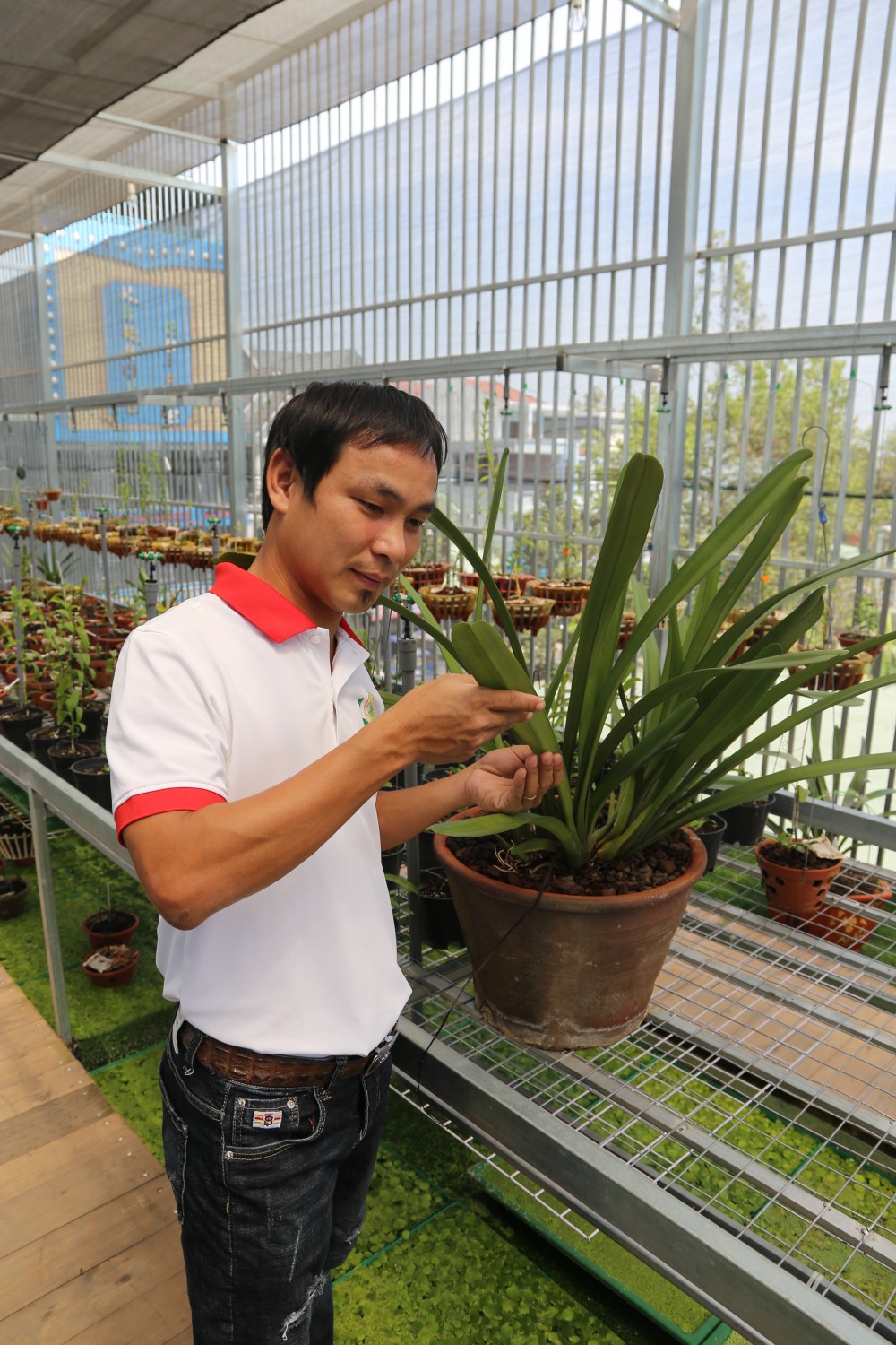 Thiệt hại tiền tỷ nhưng ông chủ vườn lan 8X Vũ Neo không lùi bước