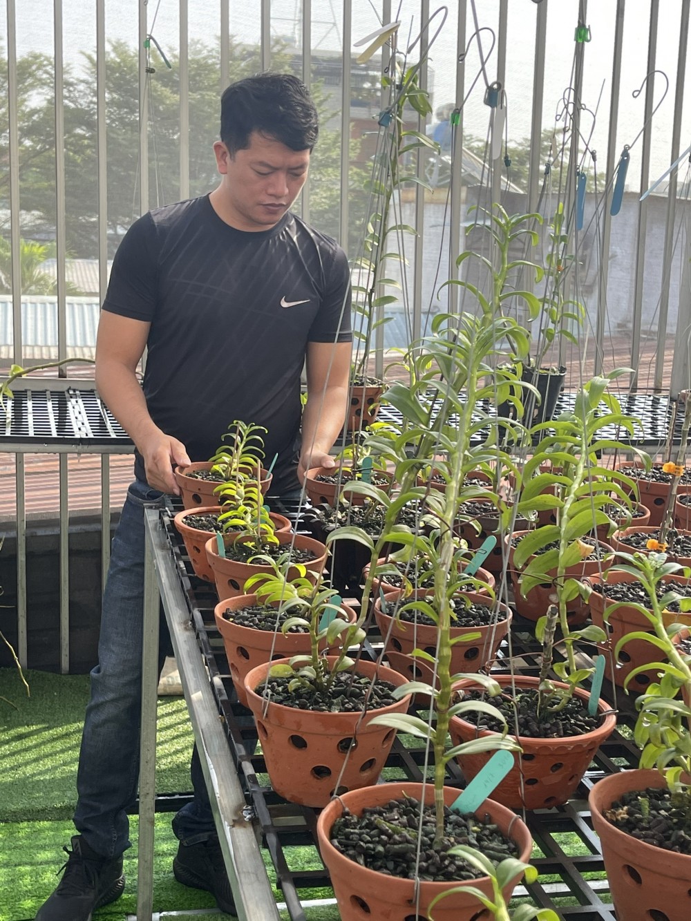 Doãn Chinh và niềm đam mê với hoa phong lan Doãn Chinh và niềm đam mê với hoa phong lan