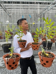 Nghệ nhân Vinh Phạm: Làm và thú vui chơi lan đột biến