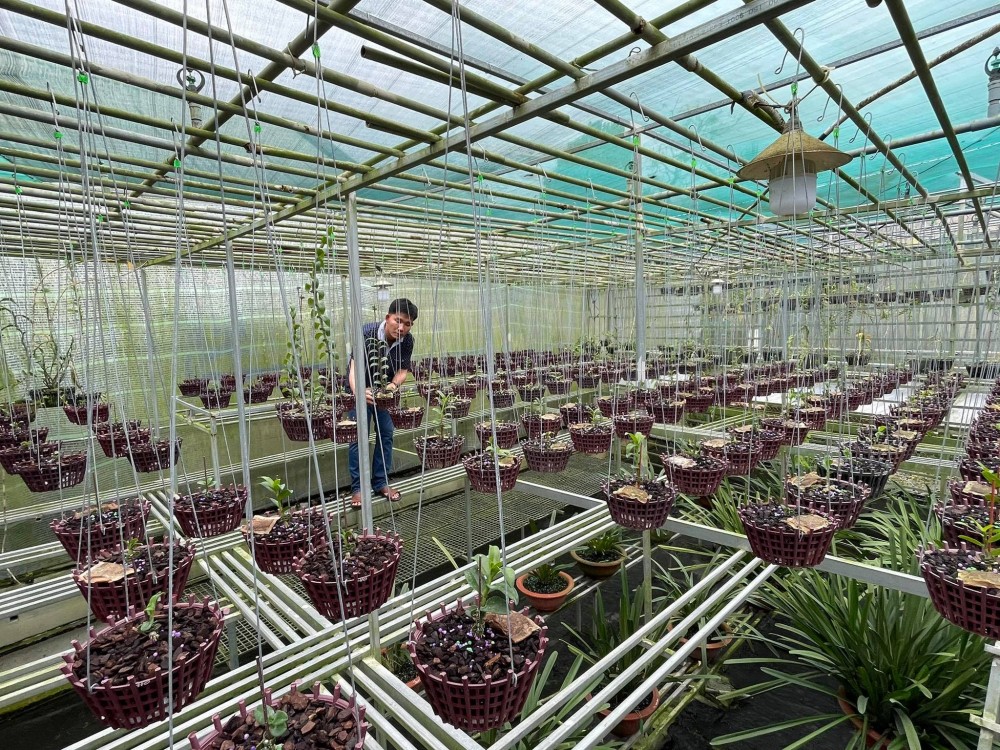 Trương Tuấn Anh: Người lai tạo lan đột biến thành công