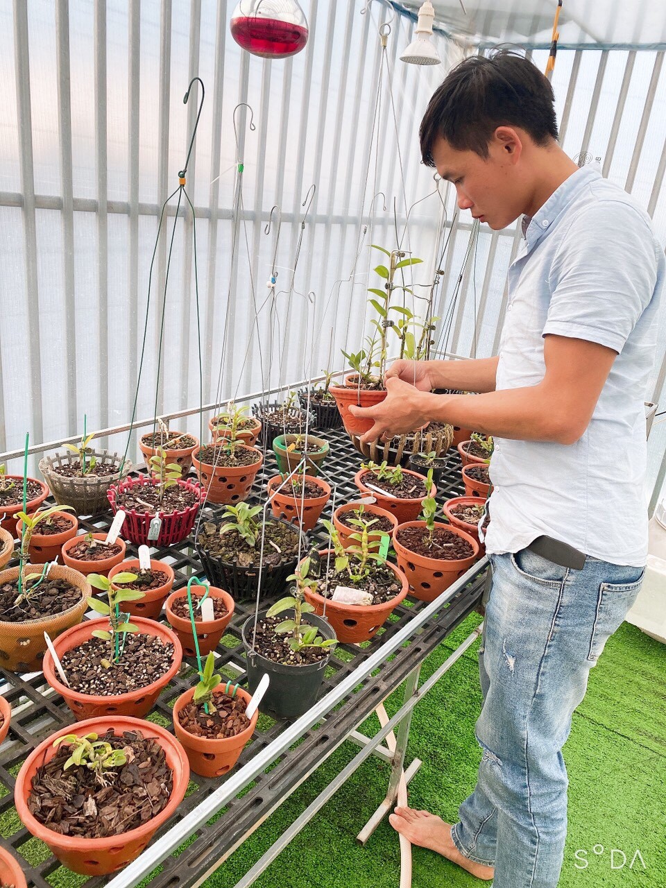 Nguyễn Quốc Trường: Ông chủ Vườn Lan Phương Vy đam mê loài hoa vương giả