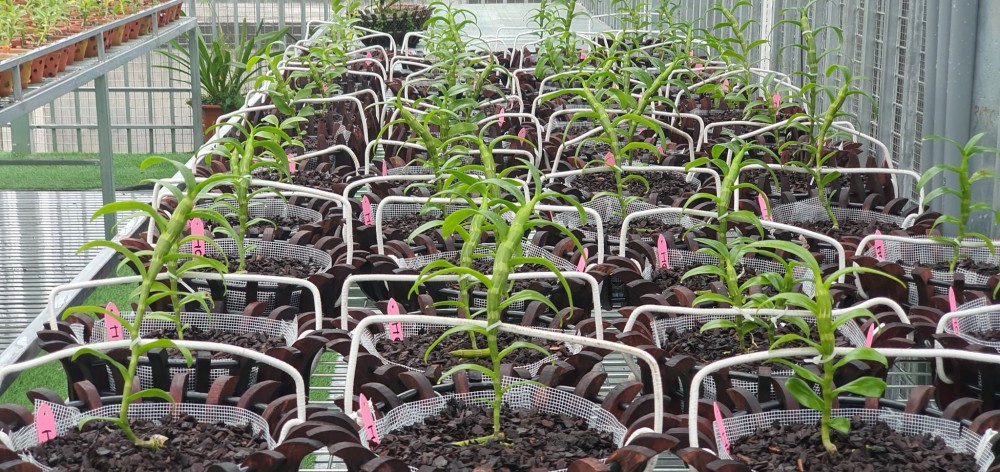 Nguyễn Hoàng Anh: Cô chủ 8X sở hữu vườn lan nghìn chậu