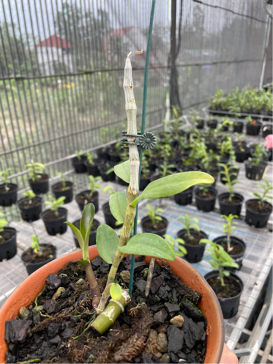 9X Trần Quang Vinh và hành trình từ bỏ nghề kỹ sư để theo đuổi đam mê cây cảnh