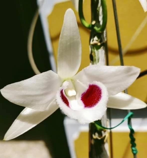 Nghệ nhân Nguyễn Duy Hair: 'Tôi thành công với nghề nhờ sự ủng hộ của gia đình'