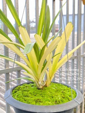 Kiếm lá phát tài lá sọc. Anh Cánh cho hay, lan kiếm là một dòng lan được chơi lâu đời nhất ở nước ta. Chúng thường xuất hiện ở các khu rừng nhiệt đới tại Việt Nam, bắc Ấn, Trung Quốc, Nhật Bản, Malaysia và Phulipines.