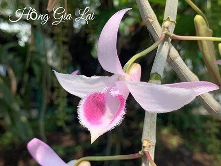 Nghệ nhân Nguyễn Duy Quý với tâm huyết nghề trồng lan Nghệ nhân Nguyễn Duy Quý với tâm huyết nghề trồng lan