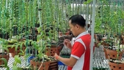 Nghệ nhân Nguyễn Duy Quý với tâm huyết nghề trồng lan