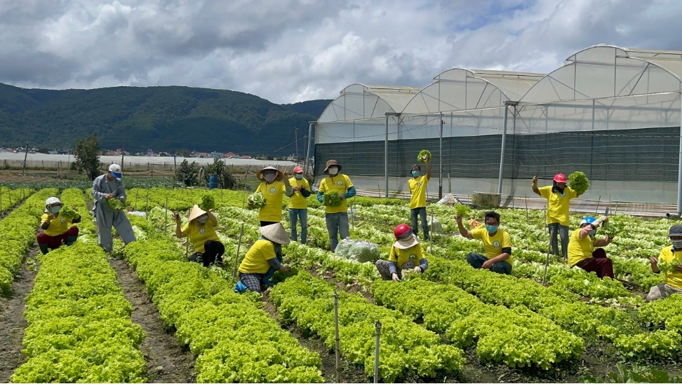 Phật tử chùa Giác Hải trực tiếp cắt rau tại vườn Phật tử chùa Giác Hải trực tiếp cắt rau tại vườn