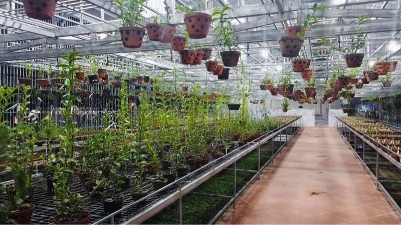 Nghệ nhân Nguyễn Thanh Xuân cùng tình yêu với hoa lan