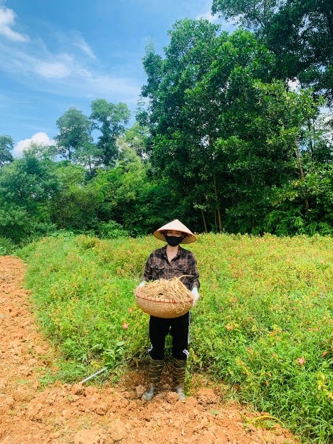 Sâm tươi Bố Chính được trồng tại Thái Nguyên.
