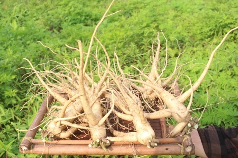 Sâm tươi Bố Chính được trồng tại Thái Nguyên.