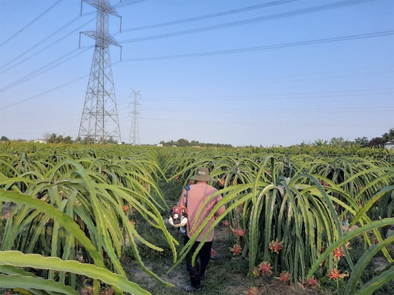  Trái Thanh long cũng là sản vật của vùng đất Long An, với số lượng xuất khẩu hàng năm rất lớn (Ảnh: Bảo Lan)