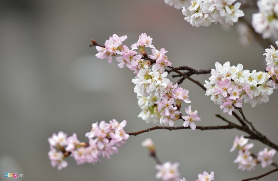 hang nghin nguoi doi mua du le hoi hoa anh dao