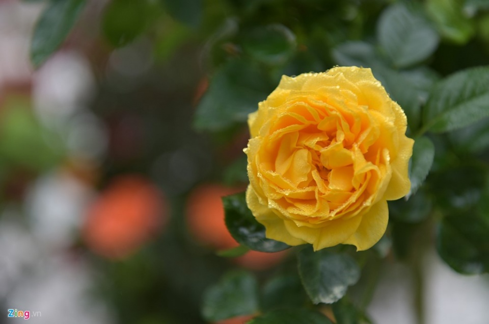 hang nghin nguoi doi mua du le hoi hoa anh dao