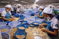 Bitter lessons for Vietnamese firms in suspect suspect nut export scam