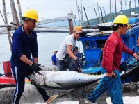 Để cá ngừ Việt Nam có thêm nhiều cơ hội sang Nhật Bản