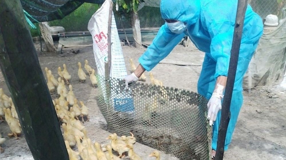 TP. Hồ Chí Minh: Sở Y tế gửi văn bản khẩn về tăng cường phòng chống bệnh cúm gia cầm