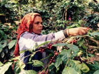 starbucks se tang gap doi so cua hang tai trung quoc trong 5 nam to i