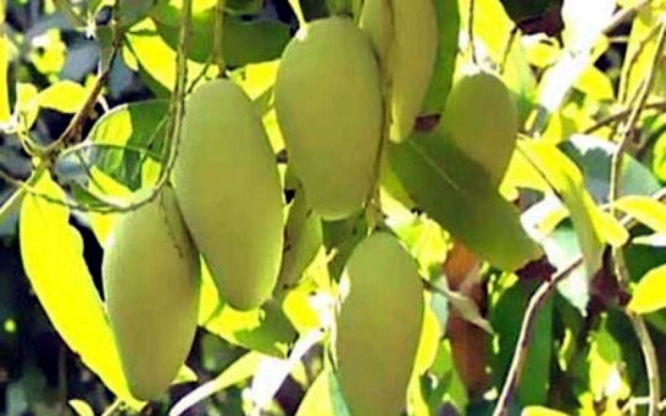 xoai va vu sua viet nam sap chinh thuc co mat tai thi truong my