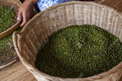 Giá cà phê hôm nay 16/1: Tín hiệu lạc quan cho thị trường cà phê, Giá hồ tiêu xuất khẩu nhiều khả năng giảm