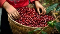 Giá cà phê hôm nay 31/3: Tiếp tục giảm rất sâu; Vẫn thêm xúc tác tích cực cà phê robusta có thể trở về 1.410 USD?
