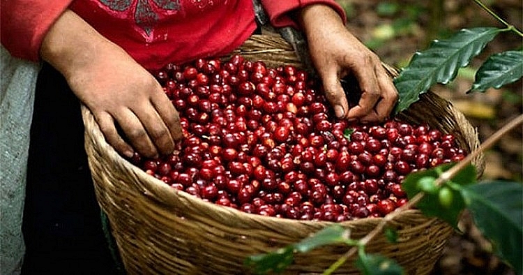 Giá cà phê tươi thu mua ngày 23/2 bật tăng mạnh tới 700 - 800 đồng/kg,