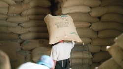 Giá cà phê hôm nay 22/6: Bảng giá xanh trên cả hai sàn, arabica tăng mạnh; Nhiều yếu tố bất lợi đối với nhà kinh doanh cà phê
