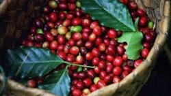 Giá cà phê hôm nay 27/4: Bật tăng mạnh mẽ trên cả hai sàn, kỳ vọng cầu cà phê phục hồi 'tiêu tan'