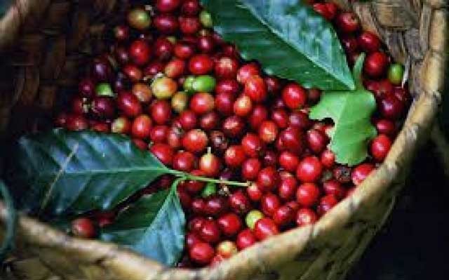 Giá cà phê hôm nay 20/2: Sắc đỏ bao trùm, cà phê Giá cà phê hôm nay 20/2: Sắc đỏ bao trùm, cà phê