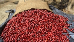 Giá cà phê hôm nay 14/4: Giá arabica lao dốc mạnh, áp lực tồn kho; nông dân Brazil mạnh tay bán đuổi