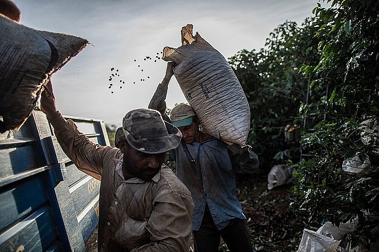 thu hoạch cà phê tại một nông trại thuộc thành phố Machado, bang Minas Gerais, Brazil. Ảnh: Victor Moriyama/Bloomberg