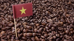 Giá cà phê hôm nay 21/8: Thị trường biến động tích cực, vị thế đứng đầu thế giới về xuất khẩu robusta bị đe dọa