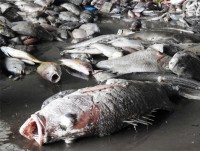 bo tai nguyen va moi truong yeu cau tiep tuc quan trac nuoc bien mien trung