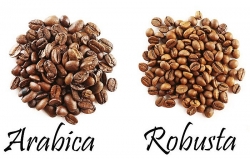 Giá cà phê hôm nay 5/3/2025: Giá cà phê thế giới tăng liên tiếp, giá xuất khẩu cao hơn 76,3%, ngành cà phê Việt lập thêm kỷ lục mới