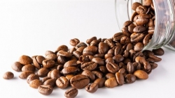 Giá cà phê hôm nay 13/9: Arabica giảm mạnh, robusta tạm thời giữ giá, lo ngại rủi ro còn tăng cao