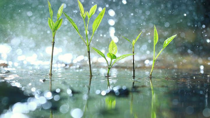 Phát hiện mới: Thực vật biết… "hoảng loạn" khi trời mưa to