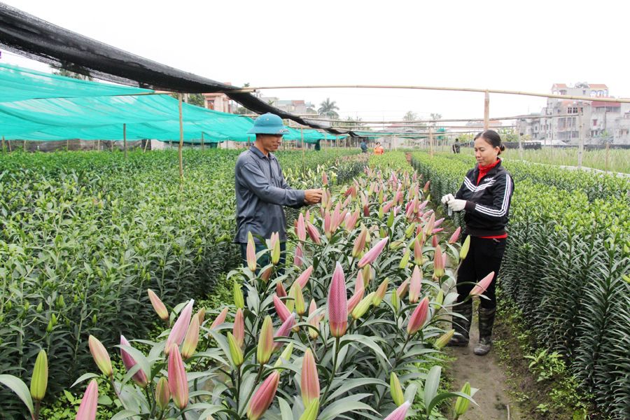 quang ninh tich cuc doi moi nang cao hieu qua hoat dong cua hop tac xa