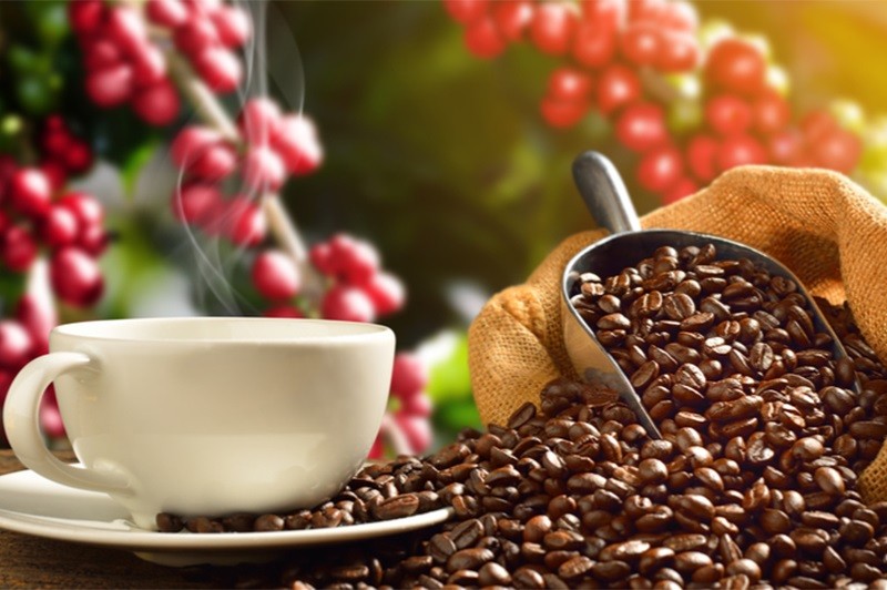 Coffee price today 23/3: The trend is up again,
