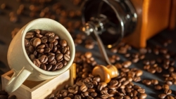 Giá cà phê hôm nay 2/5: Giá cà phê hưởng lợi khi vốn đầu cơ về lại sàn hàng hóa; lý do Uganda rời khỏi Tổ chức Cà phê quốc tế