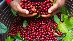 Giá cà phê hôm nay 9/1: Đà giảm khó dừng; Nguồn cung dư thừa cả 100.000 tấn đe dọa giá tiêu
