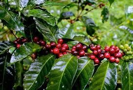 Giá cà phê hôm nay 29/12 Giá cà phê hôm nay 29/12