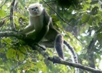 ngam hoa tam giac mach va trai nghiem van hoa mong