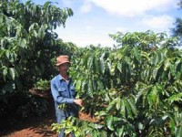 xoai va vu sua viet nam sap chinh thuc co mat tai thi truong my