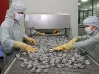 vasep canh bao than trong hon khi xuat khau ca tra sang trung quoc