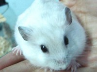 australia no luc giai cuu loai chuot tui ti hon dang nguy cap