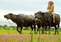 xem xet dua le hoi choi trau do son khoi danh muc di san cap quoc gia