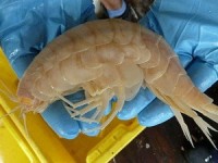 indonesia tim thay xac thuy quai khong lo