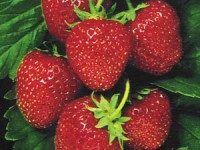 sau australia dau tay gan kim nhon xuat hien o new zealand