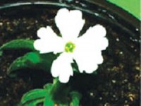 phat hien nhom te bao co chuc nang nhu bo nao cua hat giong